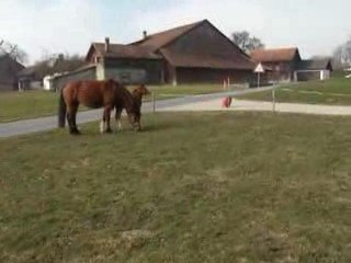 Pépite fait la fofolle