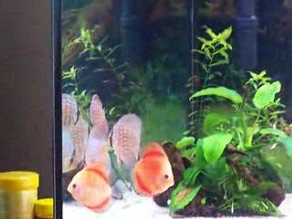 Video discus 24 mars 012