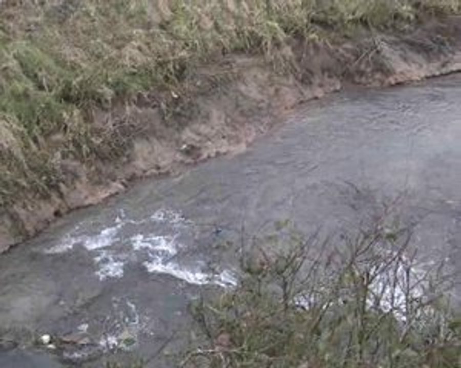 la reproduction des truites Fario dans la rivière "Selle"