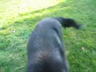 Toy et Unam se prennent pour des ruminants