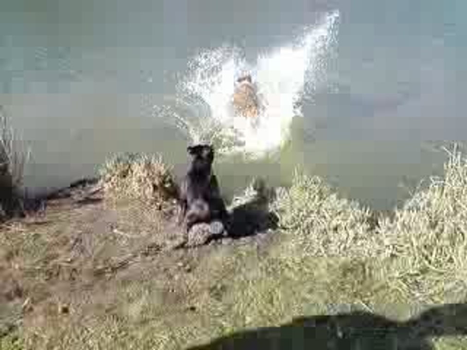 Lac1