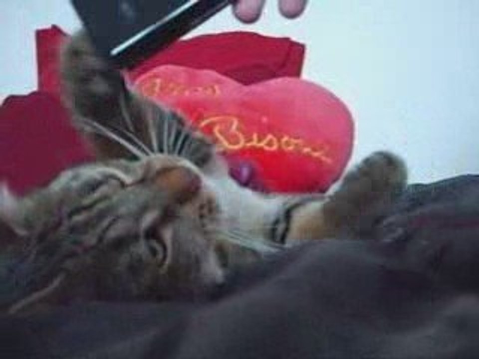 Canaille mon chat