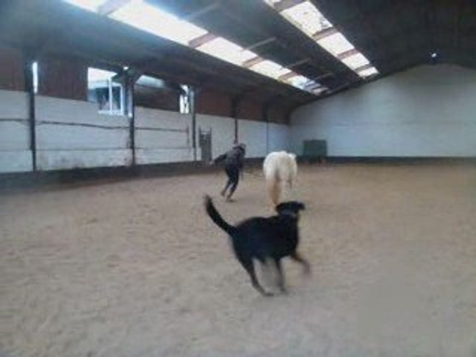 Nalha galop en piste en main
