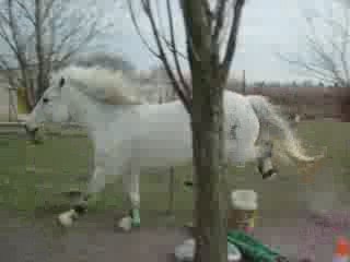 Lou et bouki cso 019