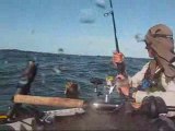 Catching shovelnose sharks from a kayak
