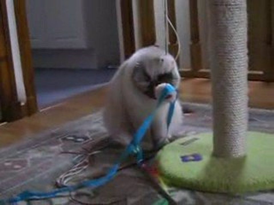 Liloo  et  Crystalle  les birmans