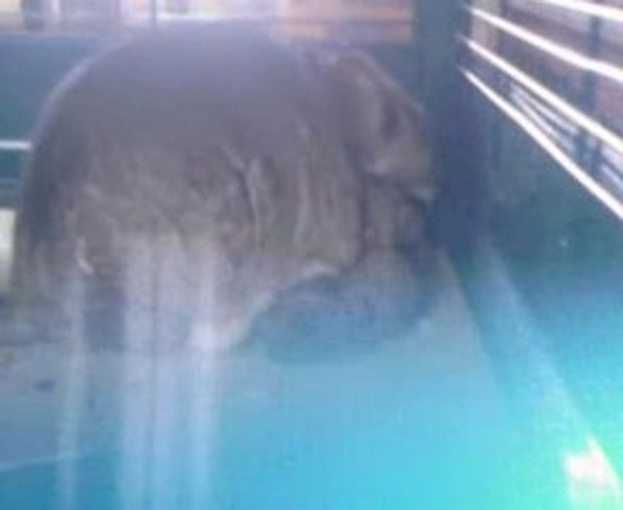 Video-0005