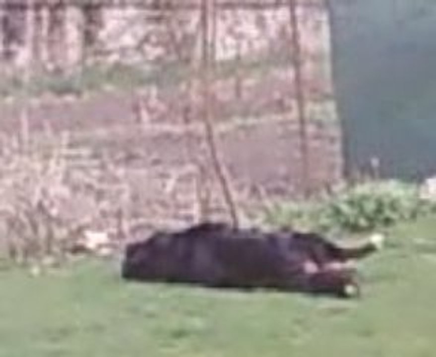 Vidéo doggy 9 mois