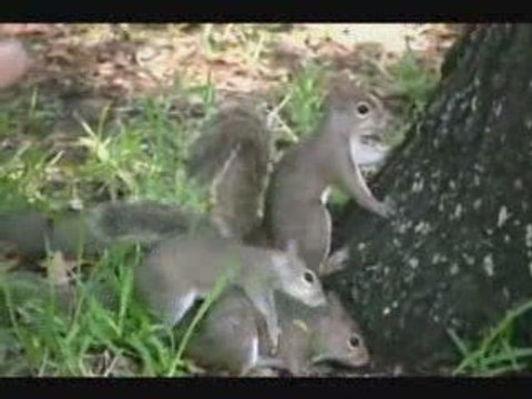 Les écureuils sont des animaux