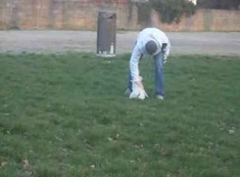 bébé bull terrier 2 mois