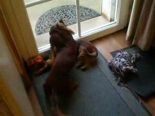 Combat féroce de teckels