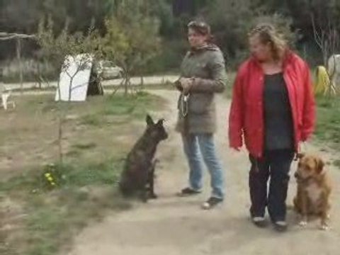 marley xberger hollandais 11 mois à adopter