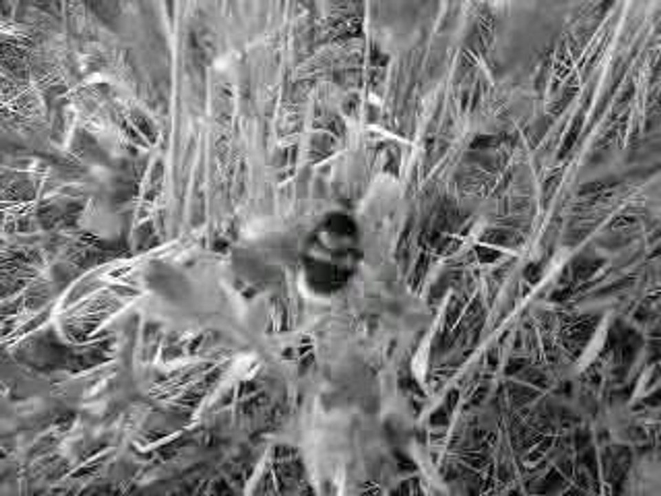 vol du bourdon