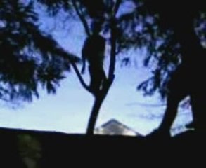 les mineurs yamakasi