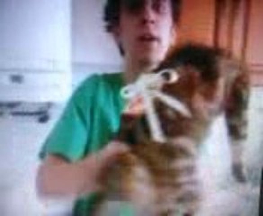 Chat tartine