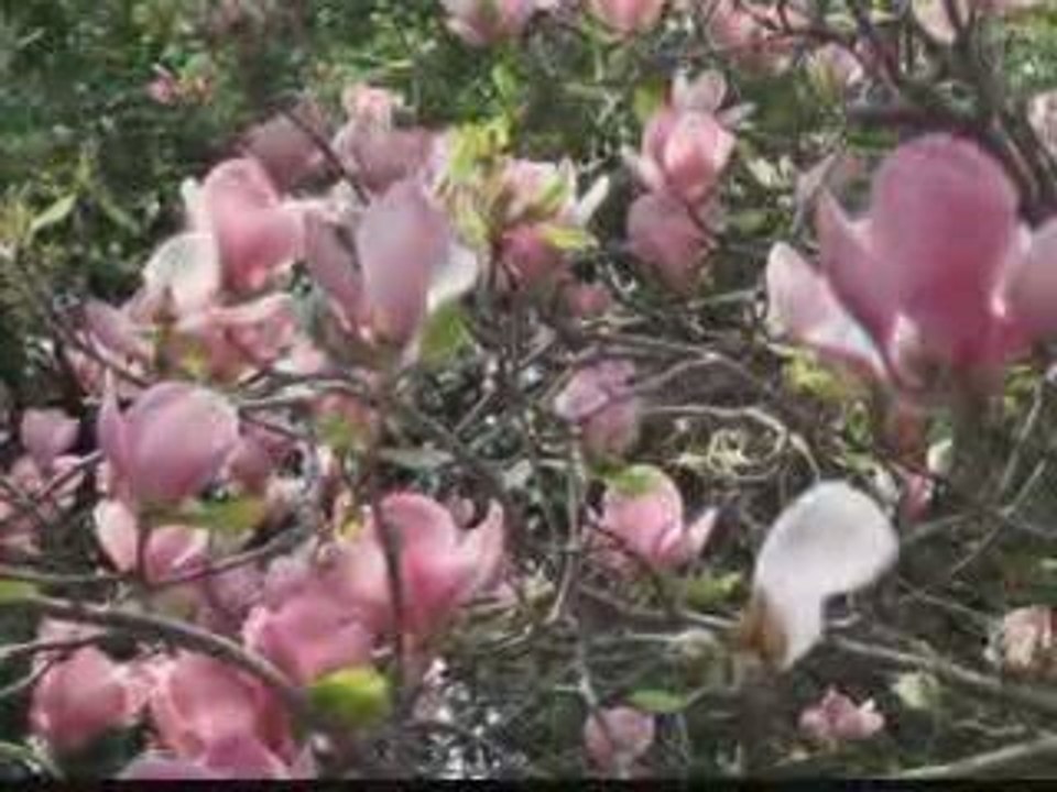 Chris Spheeris - Очарование   Vbox72