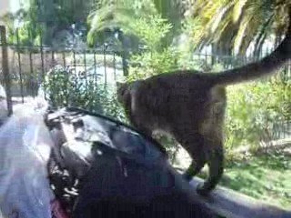 Les Folles Au Jardin d'Enfants