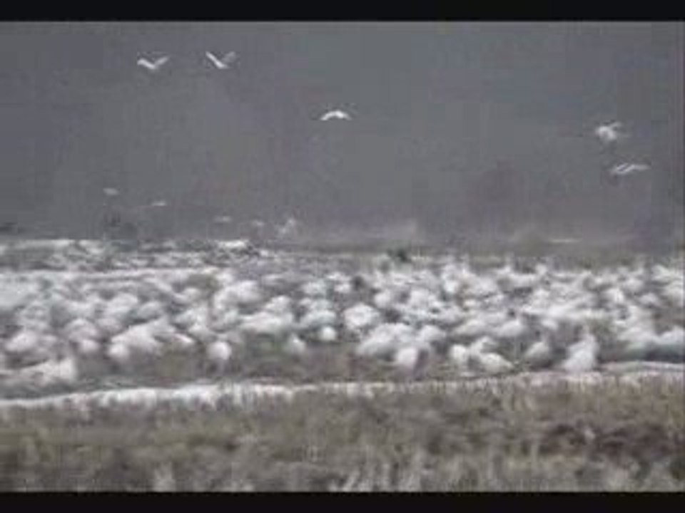 migration des oies  blanches au Quebec du jeudi 26 mars 2009