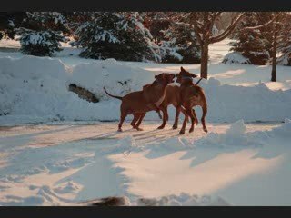 Rhodesian Ridgebacks in Wisconsin 🐕