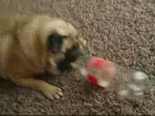 Bella the Coke luvin Pug
