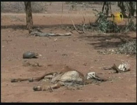 Kenya Drought Threatens Maasai Community