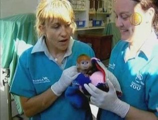 Baby Monkey Makes Zoo Debut