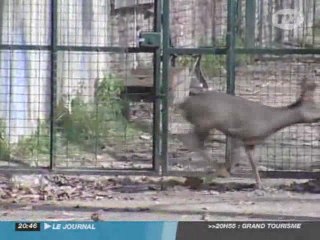 Toulouse : Les animaux sauvages débarquent en ville