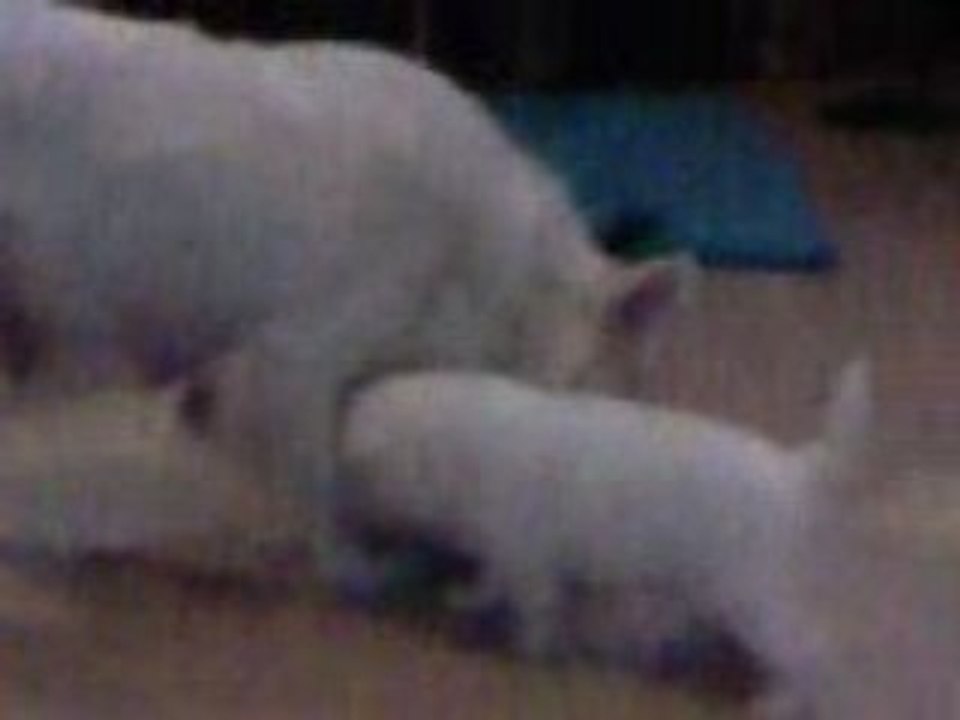 Vidéo0009