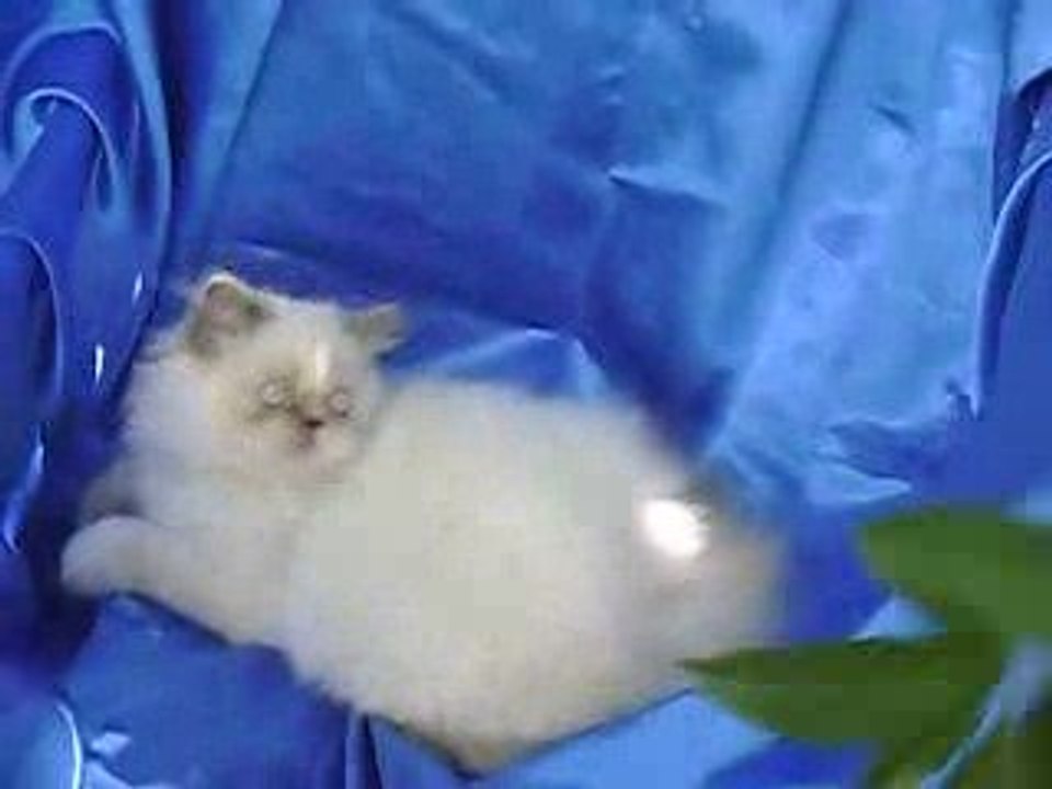 video de la gatita Uma