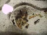 Camponotus ligniperdus VS fifises 2