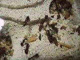 Camponotus ligniperdus VS fifises 1