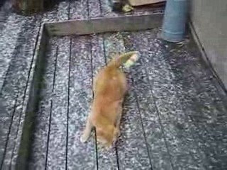 le chat decouvre la neige Cat snow