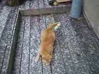 le chat decouvre la neige Cat snow