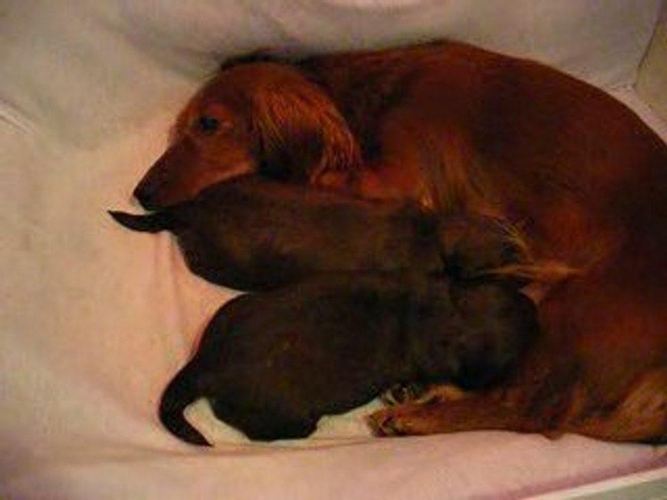CHIOTS BIS