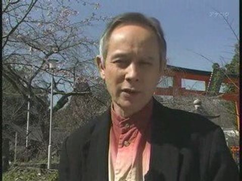 Japanology 25th : Sakura(Cherry Blossom) #2