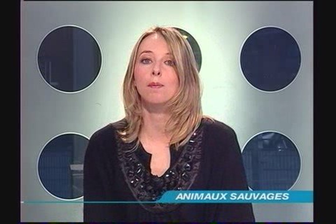 Journal TLT du jeudi 26 mars 2009