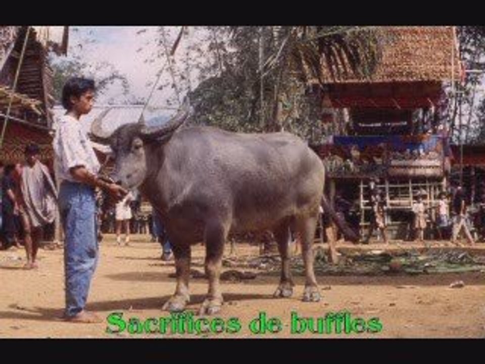 Sulawesi ( Célèbes ) 1993