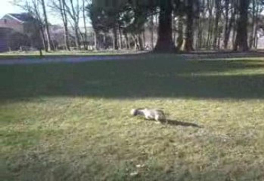 mon chien vrai joueur de foot lol