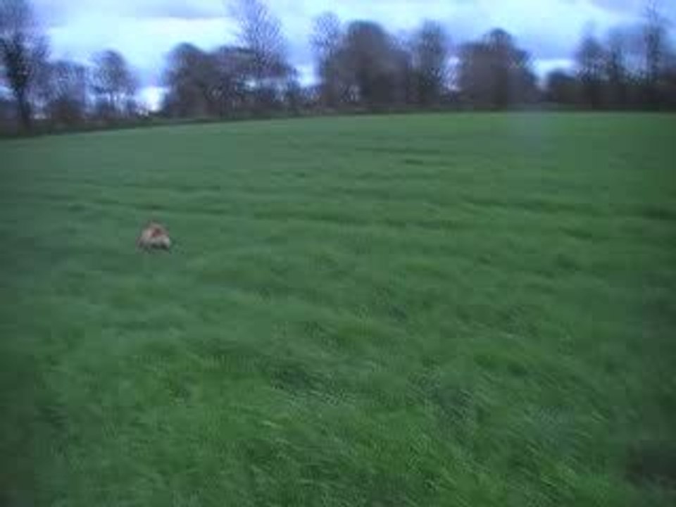 Darcy  10 mois et demi  Arrêt  Perdreau