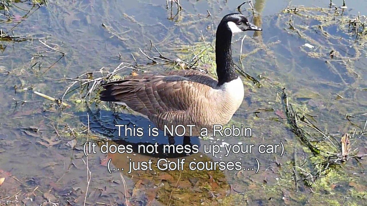 A Robin's tale