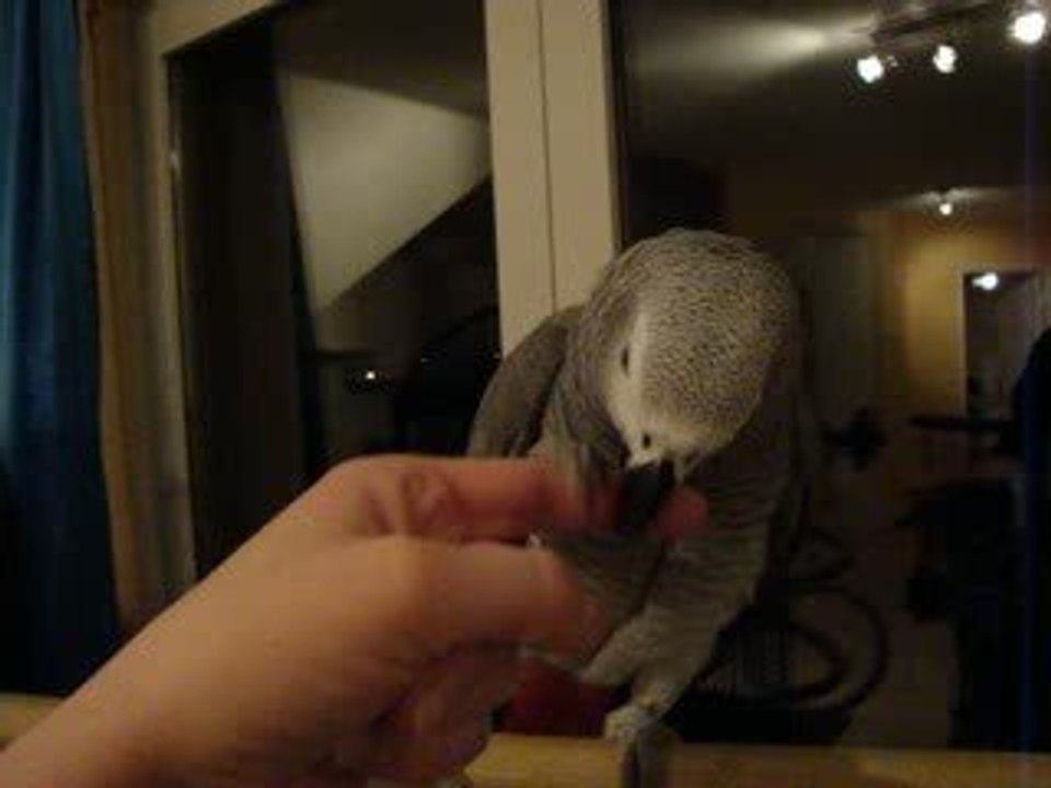 Miko donne la papatte pour dire bonjour