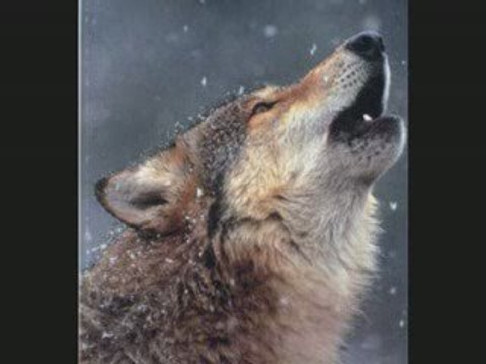 A mon ami le loup...