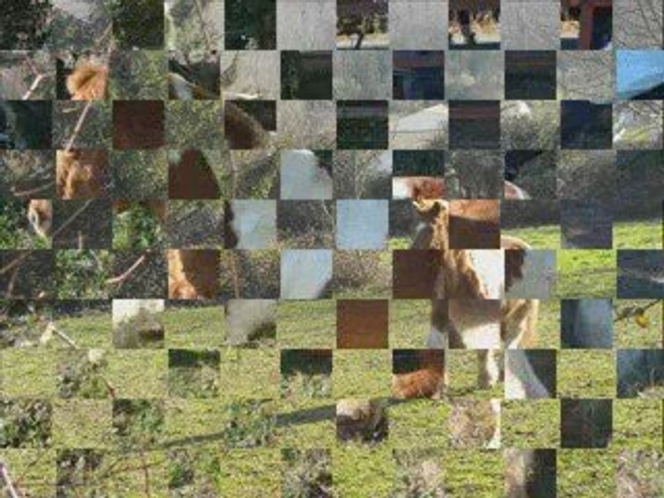 Mes chevaux : je l'aime, je les adores.