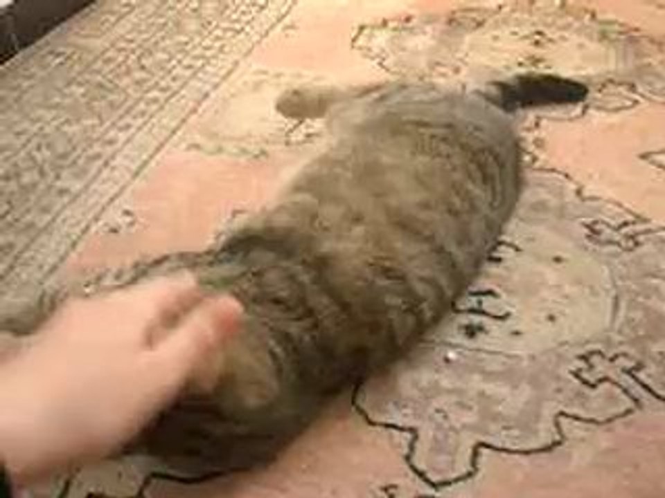 lola-gulli