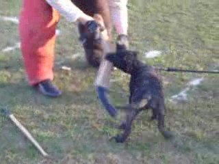 comment endormir un chien...