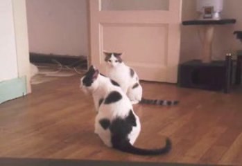 chat fou