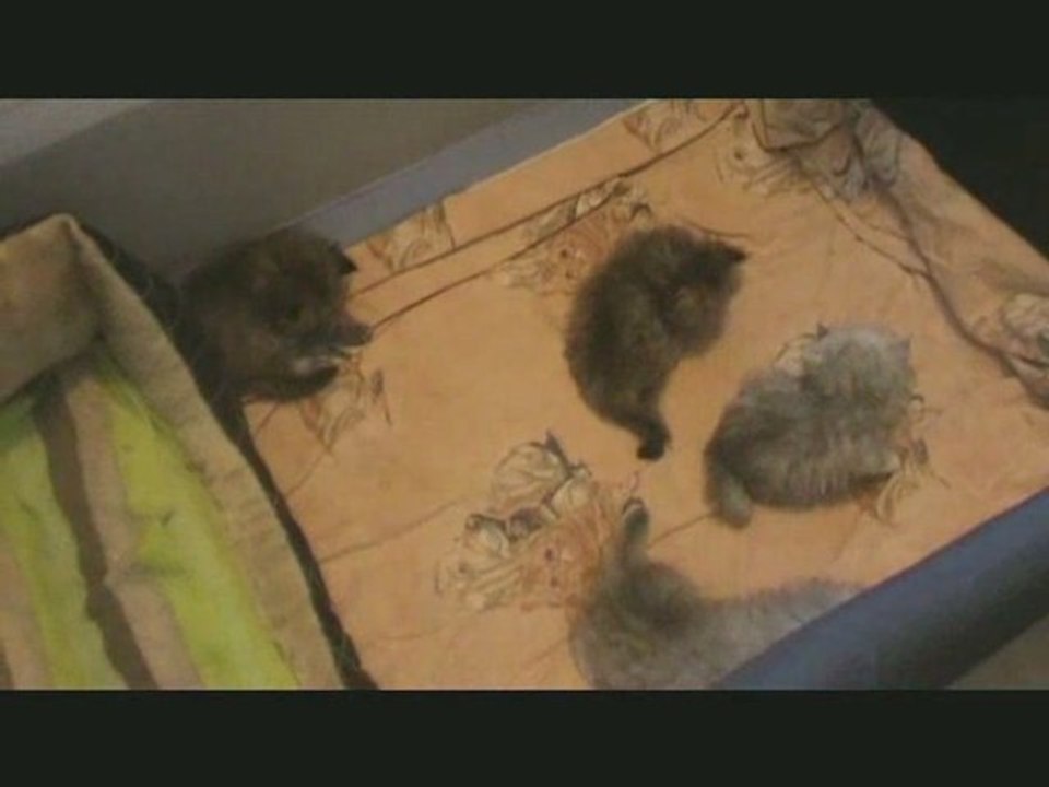 chaton persan chinchilla