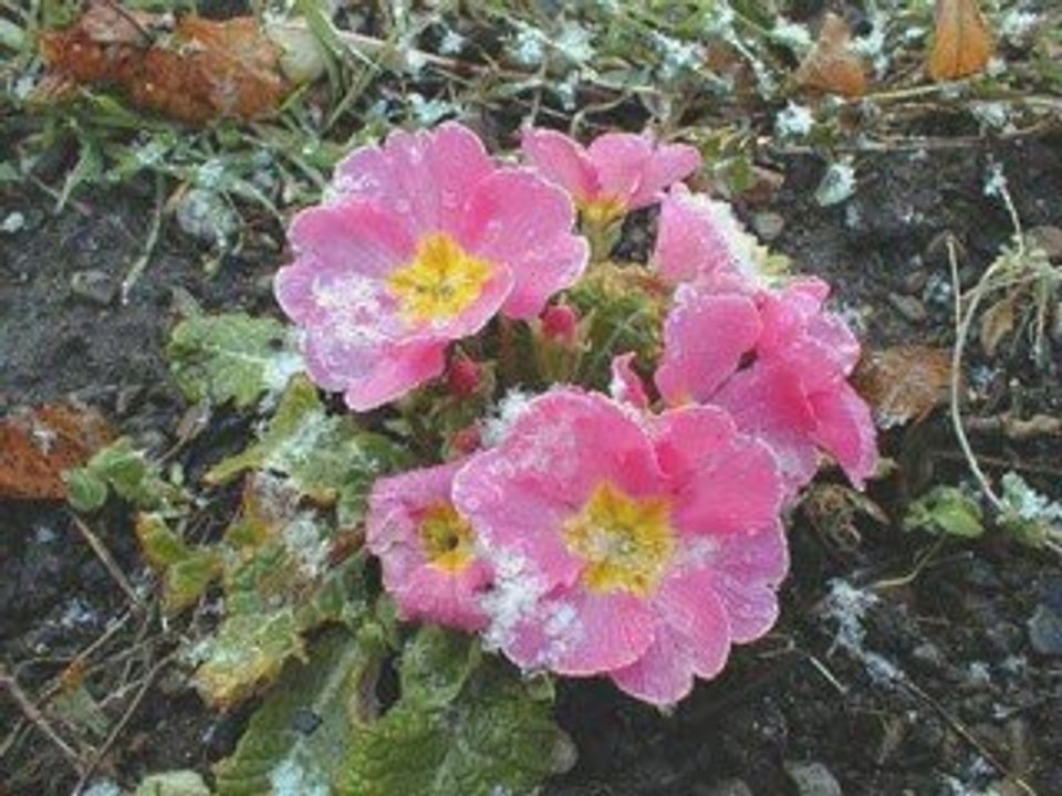 Vivaldi - Spring from The Four Seasons (Allegro)