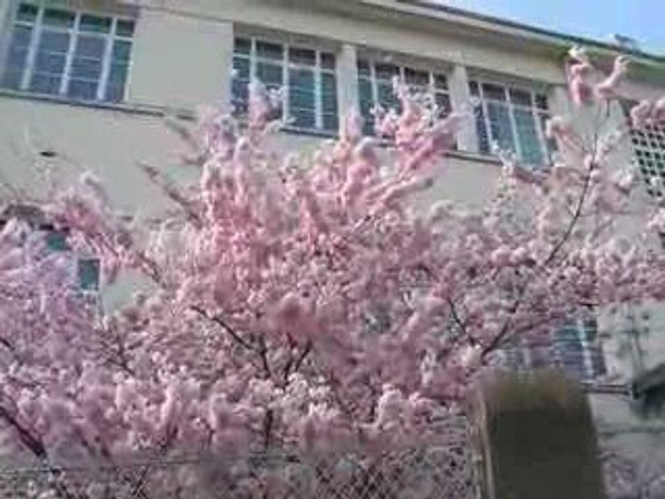 Nantes : floraison