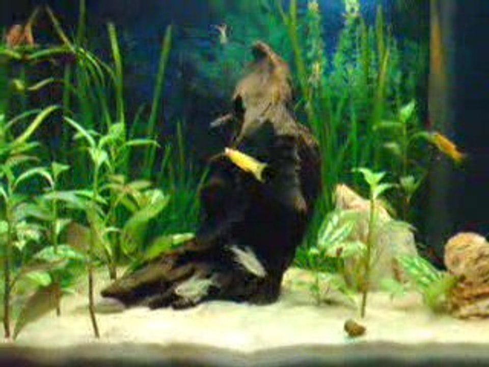 Photo 237